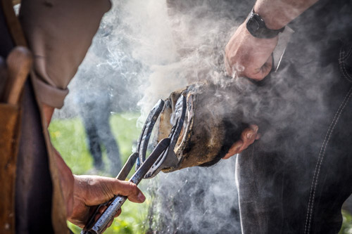 Klassischer Hufbeschlag in Bismark und Sachsen-Anhalt